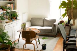 Boletín #6 Noviembre - Plantas que purifican el aire de tu hogar