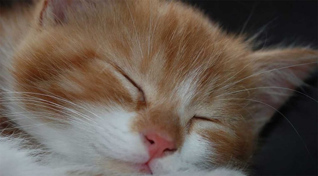 gato durmiendo