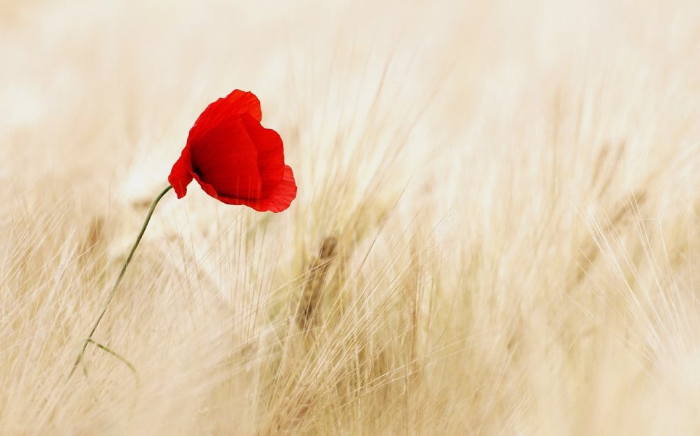 amapola roja sobre campo de trigo