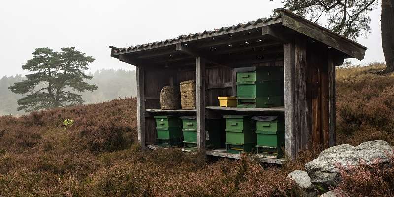 panal de abeja, desde donde se extrae la miel, en medio del campo