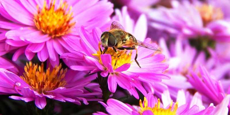abeja en flor haciendo parte del trabajo de las abejas