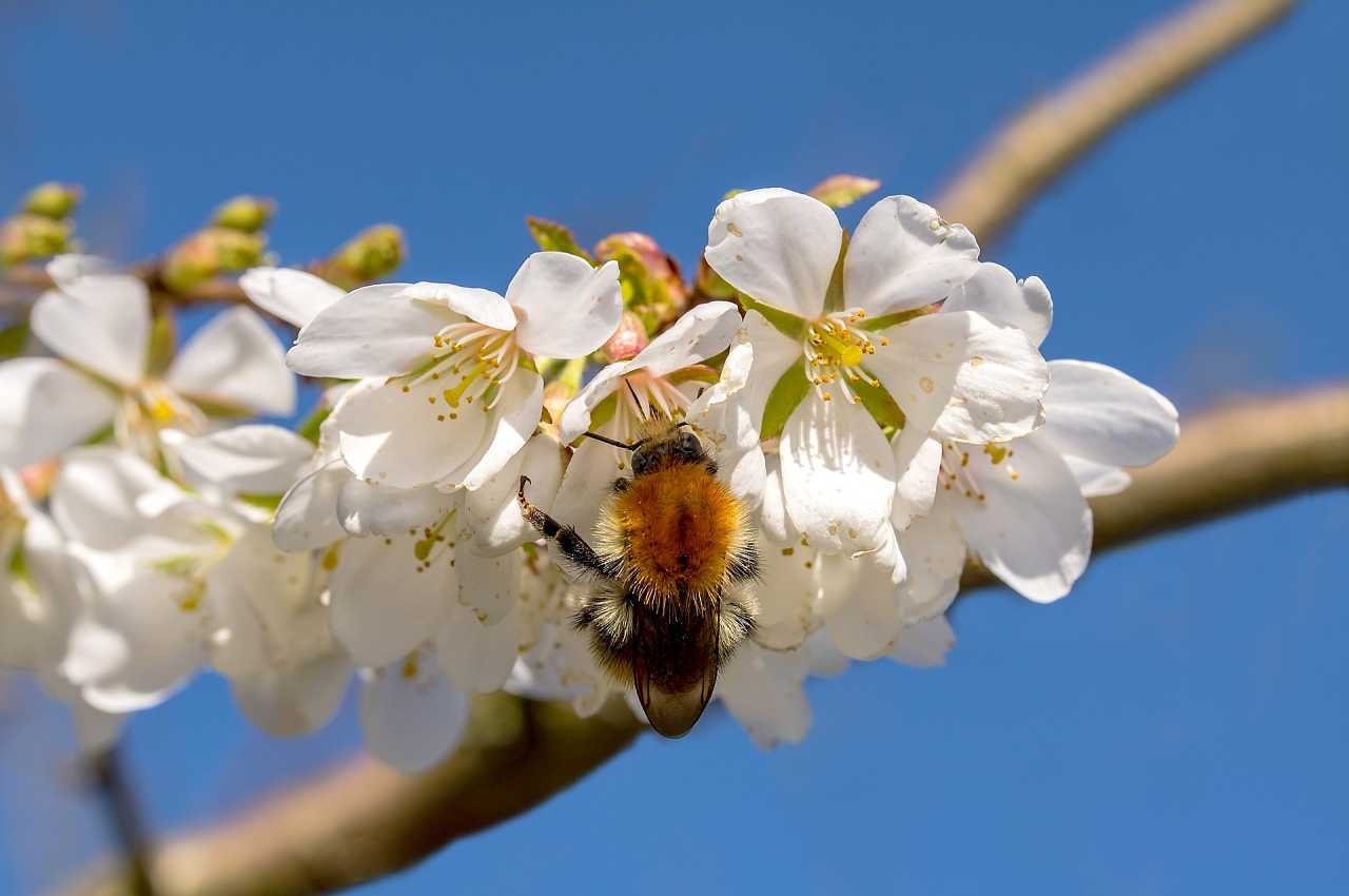 Las abejas son importantes para la vida del planeta