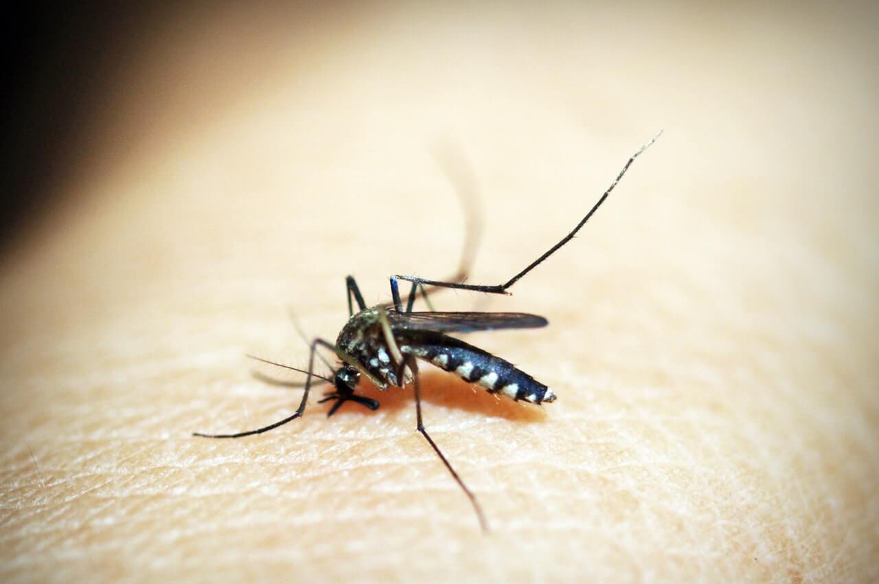 Cómo ahuyentar mosquitos naturalmente, sin usar repelentes