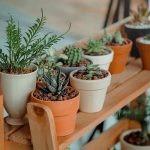 plantas de interior sanadoras
