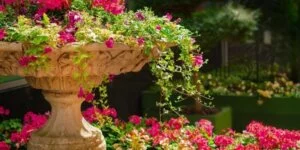 las plantas como hobby